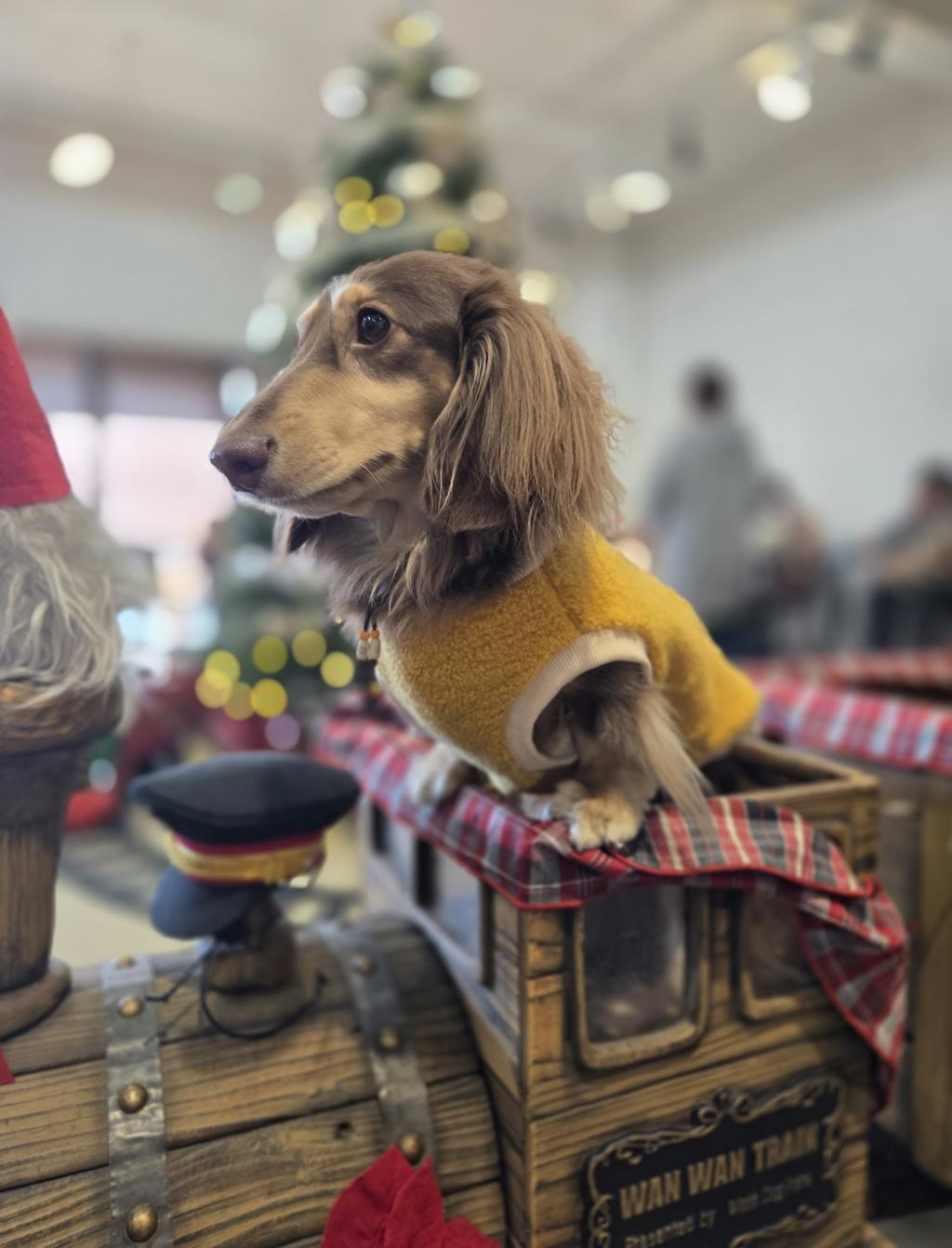 絶賛!!クリスマスフェア開催中!! | メルセデス・ベンツの認定中古車